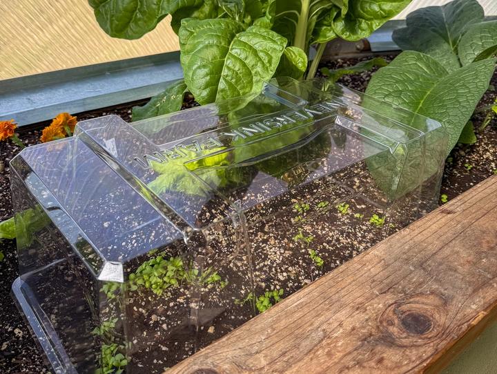 small basil seedlings covered with a clear cloche large established chard plant in background