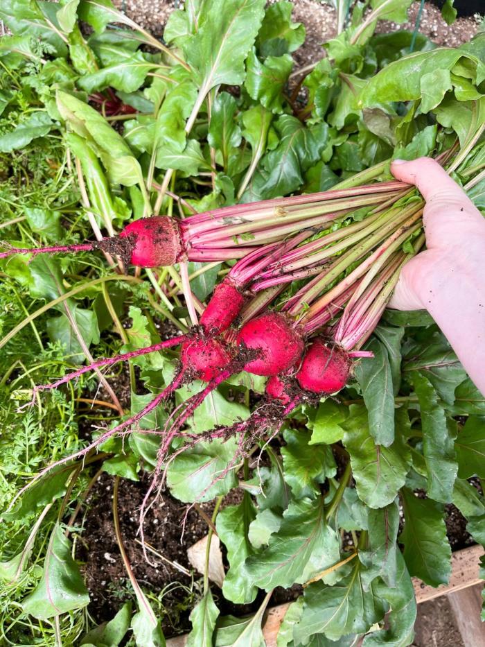 beets harvested from the dome