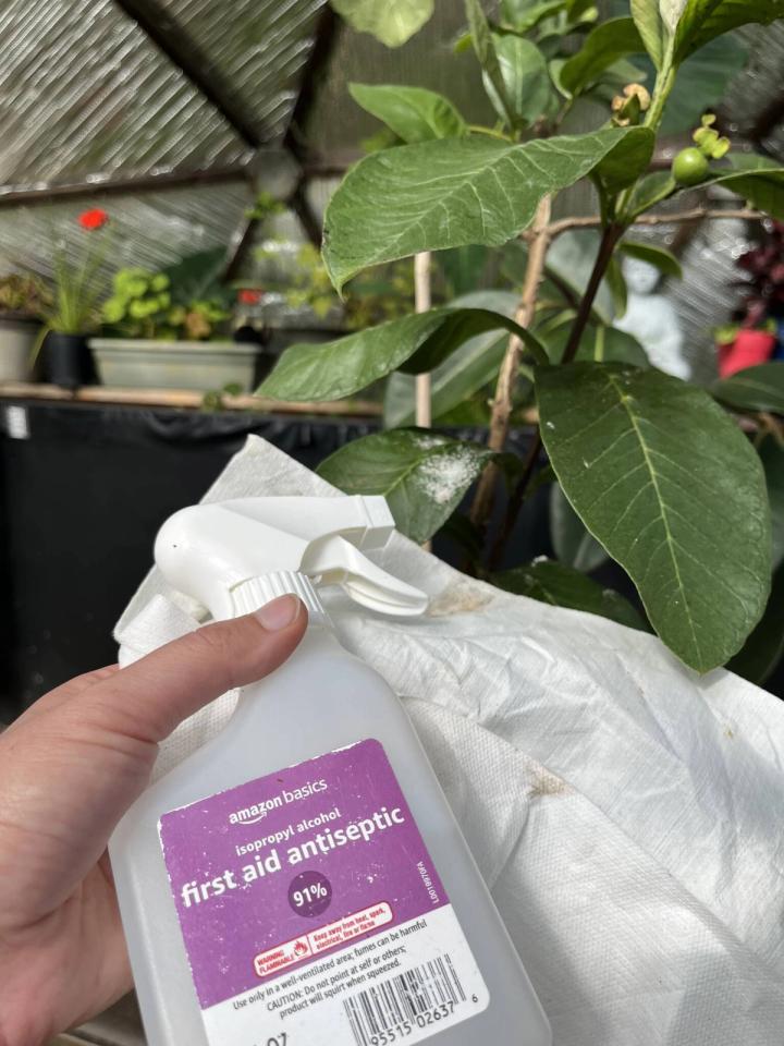 antiseptic spray in a hand