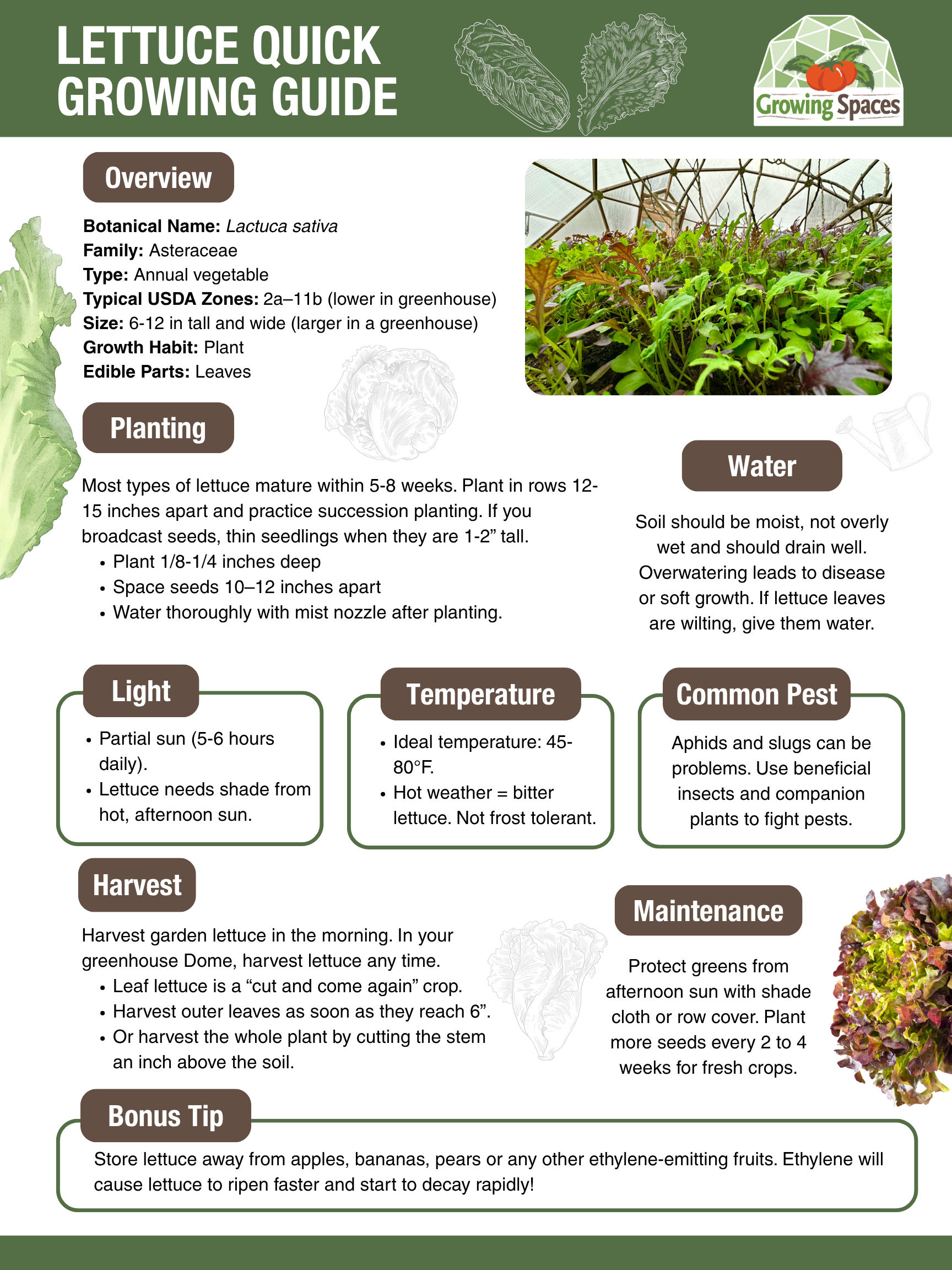 Lettuce Growing Guide image