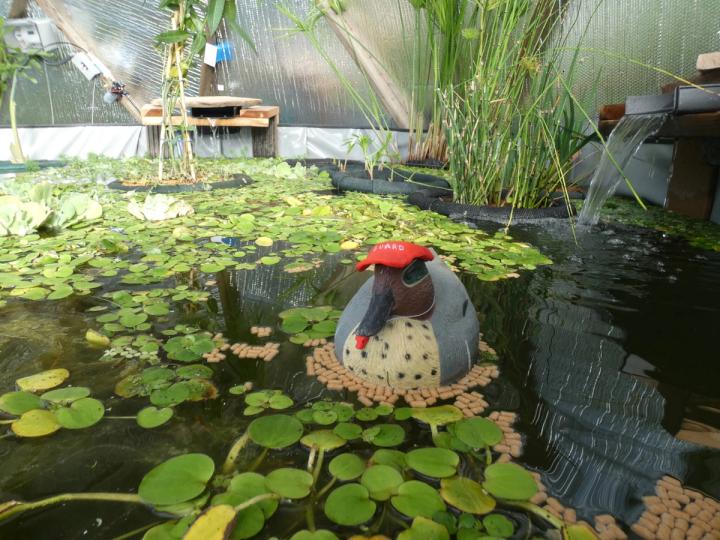 wood duck decoy floating in a pond in the dome wearing a lifeguard visor and whistle