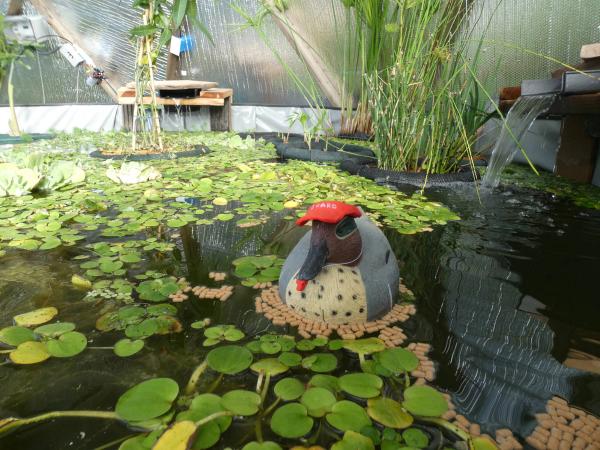 Every pond needs a life guard…