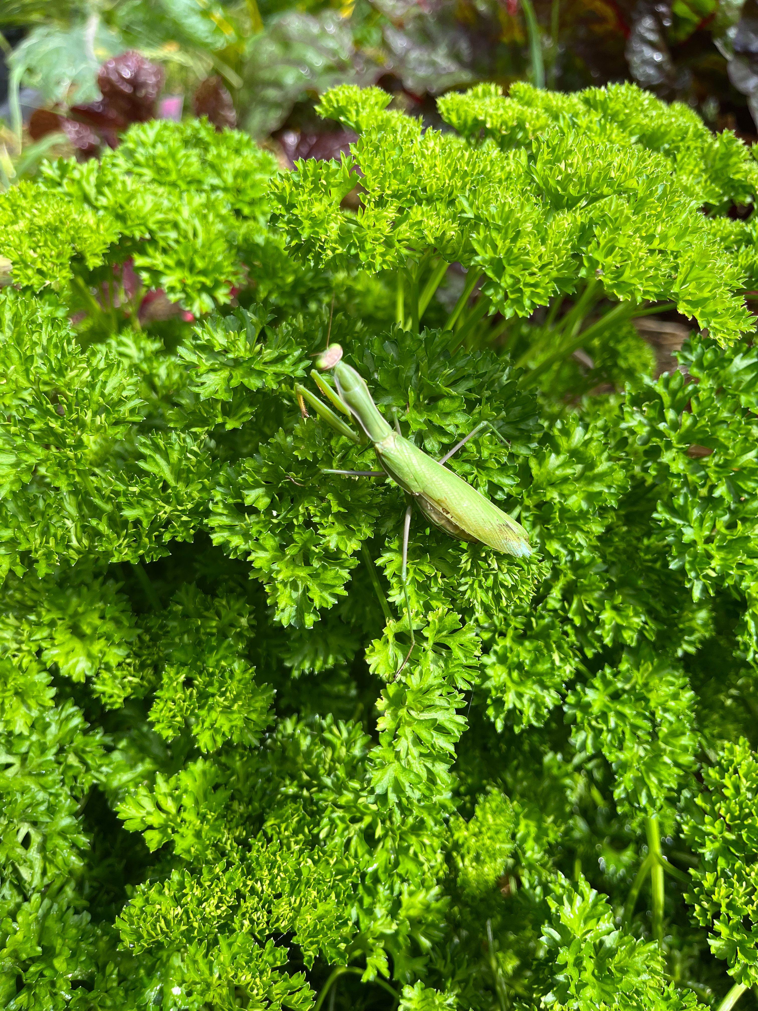Large praying mantis on a parsley plant