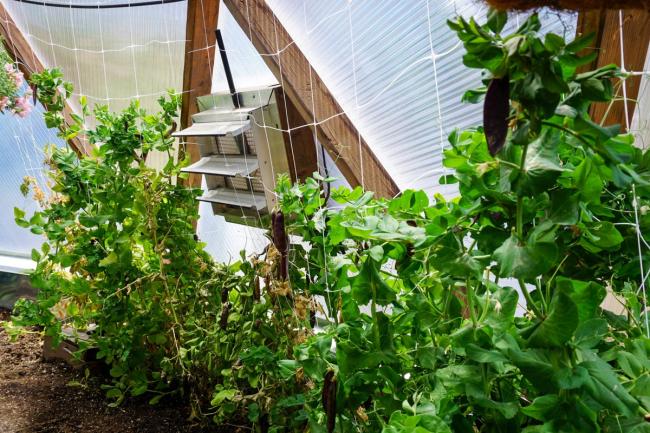 Automatic vent open above pea vines inside a Growing Dome