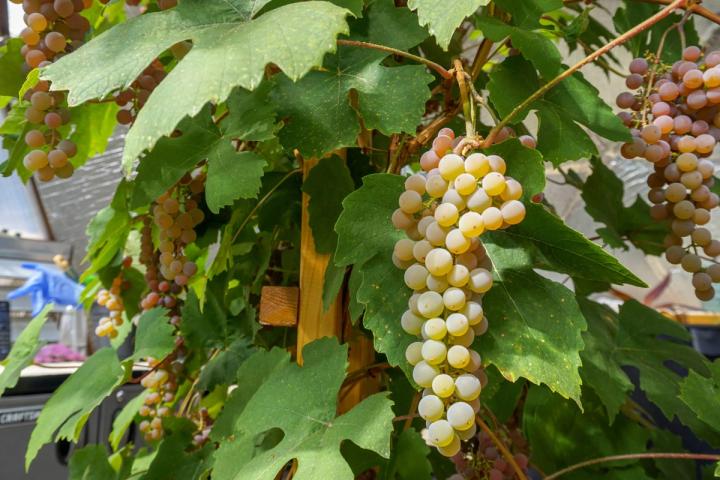 Fresh Grapes on the vine in a Growing Dome Greenhouse