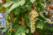 Fresh Grapes growing in a Growing Dome Greenhouse