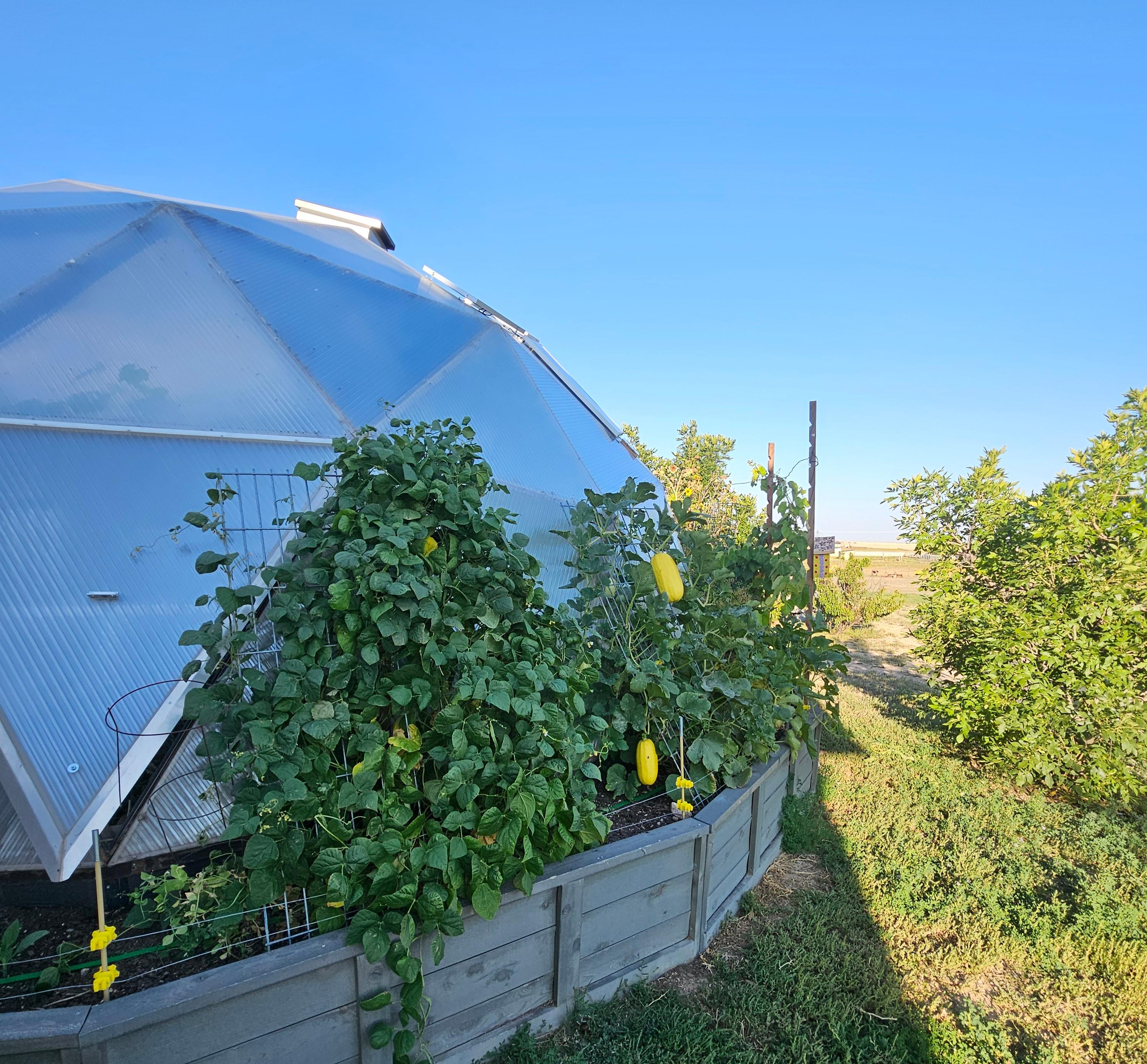Squash and exterior garden beds surrounding a Growing Dome on the High Plains