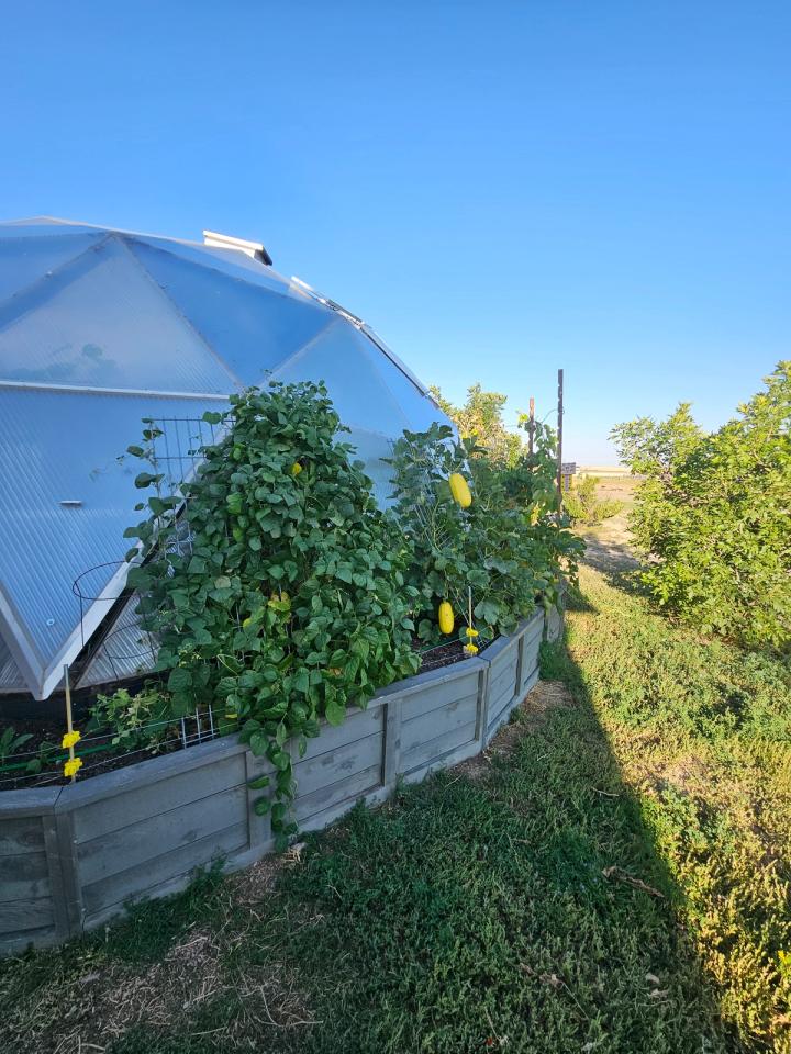 spaghetti squash and other plants grow in Probst dome Backyard boxes exterior beds