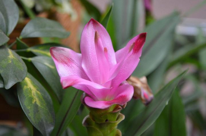 pink turmeric flower