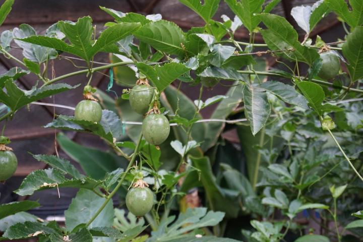 passion fruit growing on vines