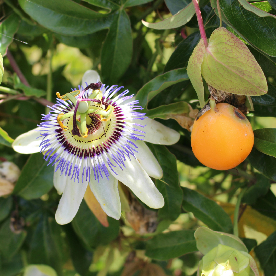 white passionflower with yellow orange maypop still on the vine