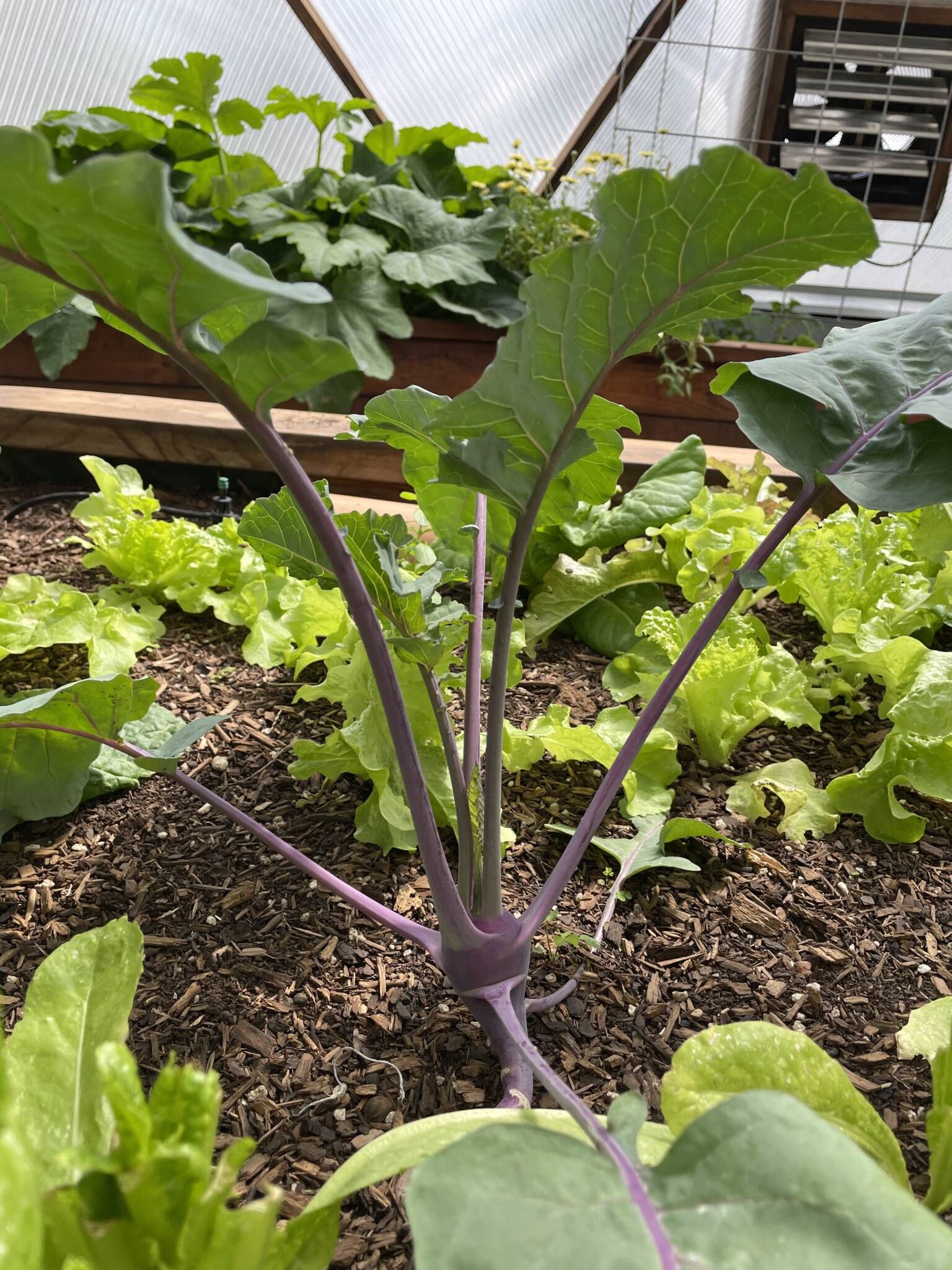 purple kohlrabi growing with lettuces in a greenhouse