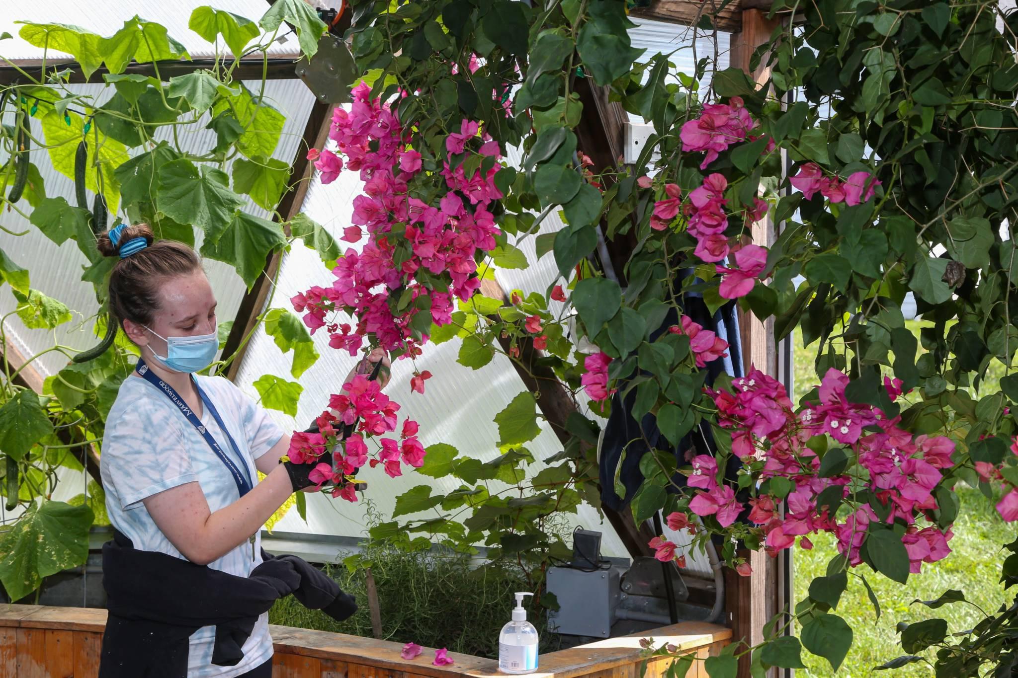 Students working inside the Marvelwood School greenhouse in Connecticut