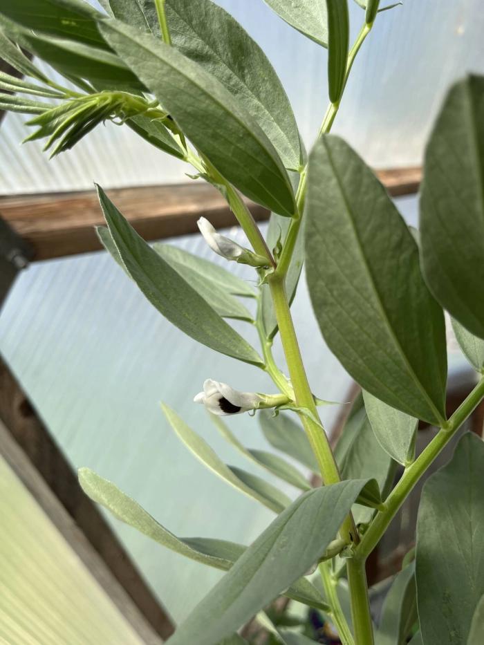 growing fava beans