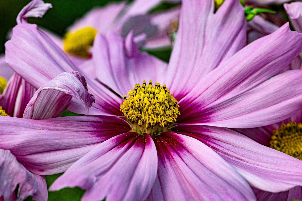 close up of a cosmo flower