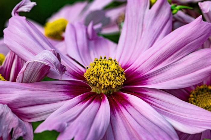 close up of a cosmo flower