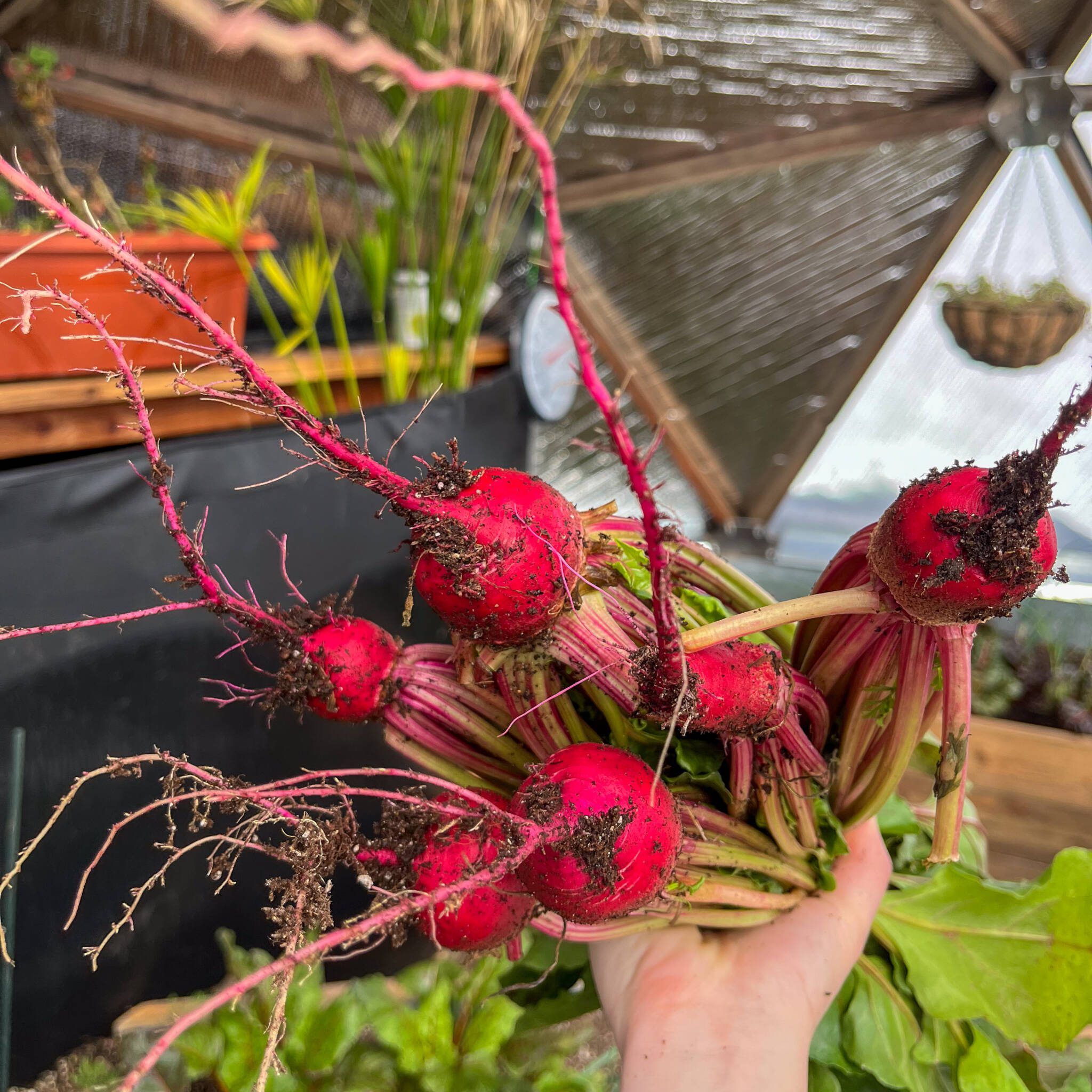 Freshly picked radishes with dirt still on them