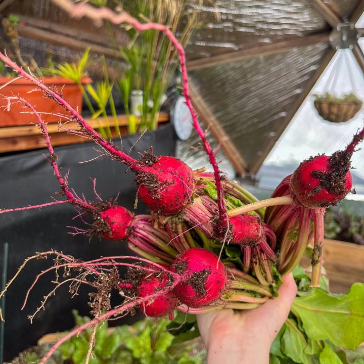 Freshly picked radishes with dirt still on them