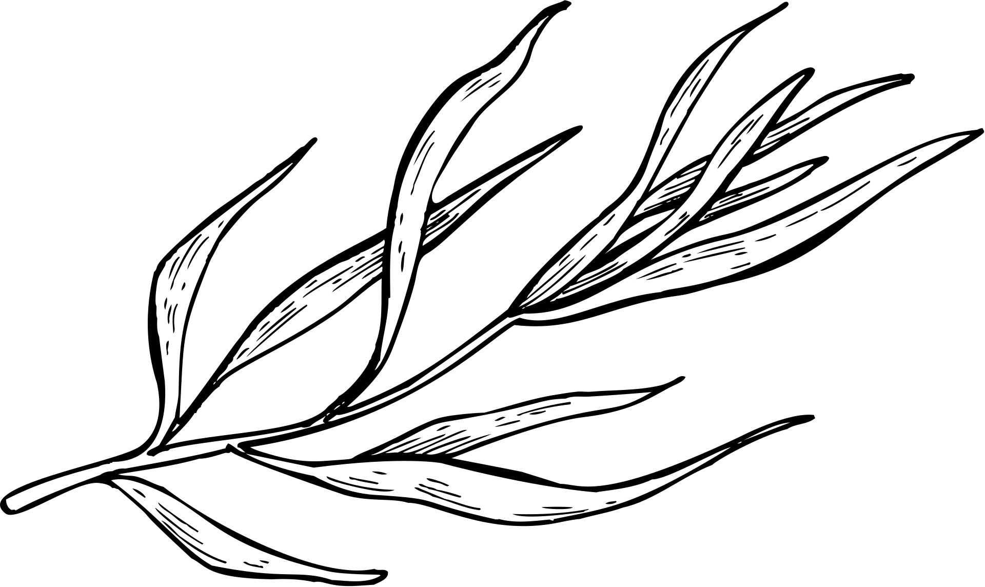 Branch illustration