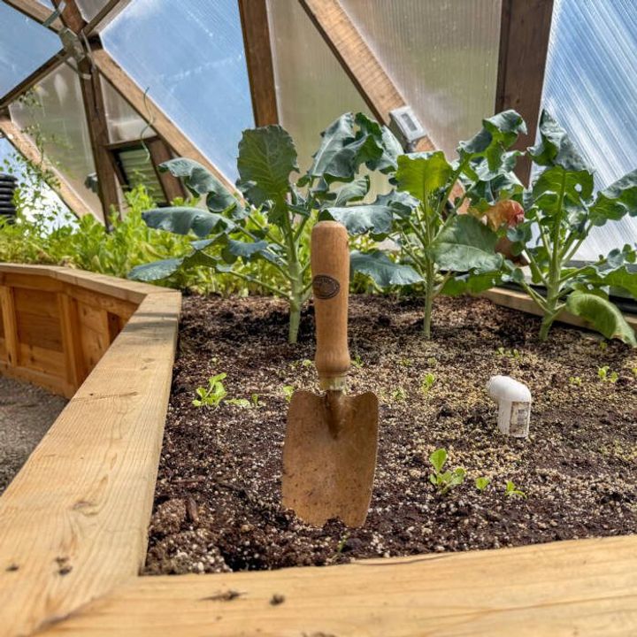 Copper hand trowel in a garden bed with young seedlings