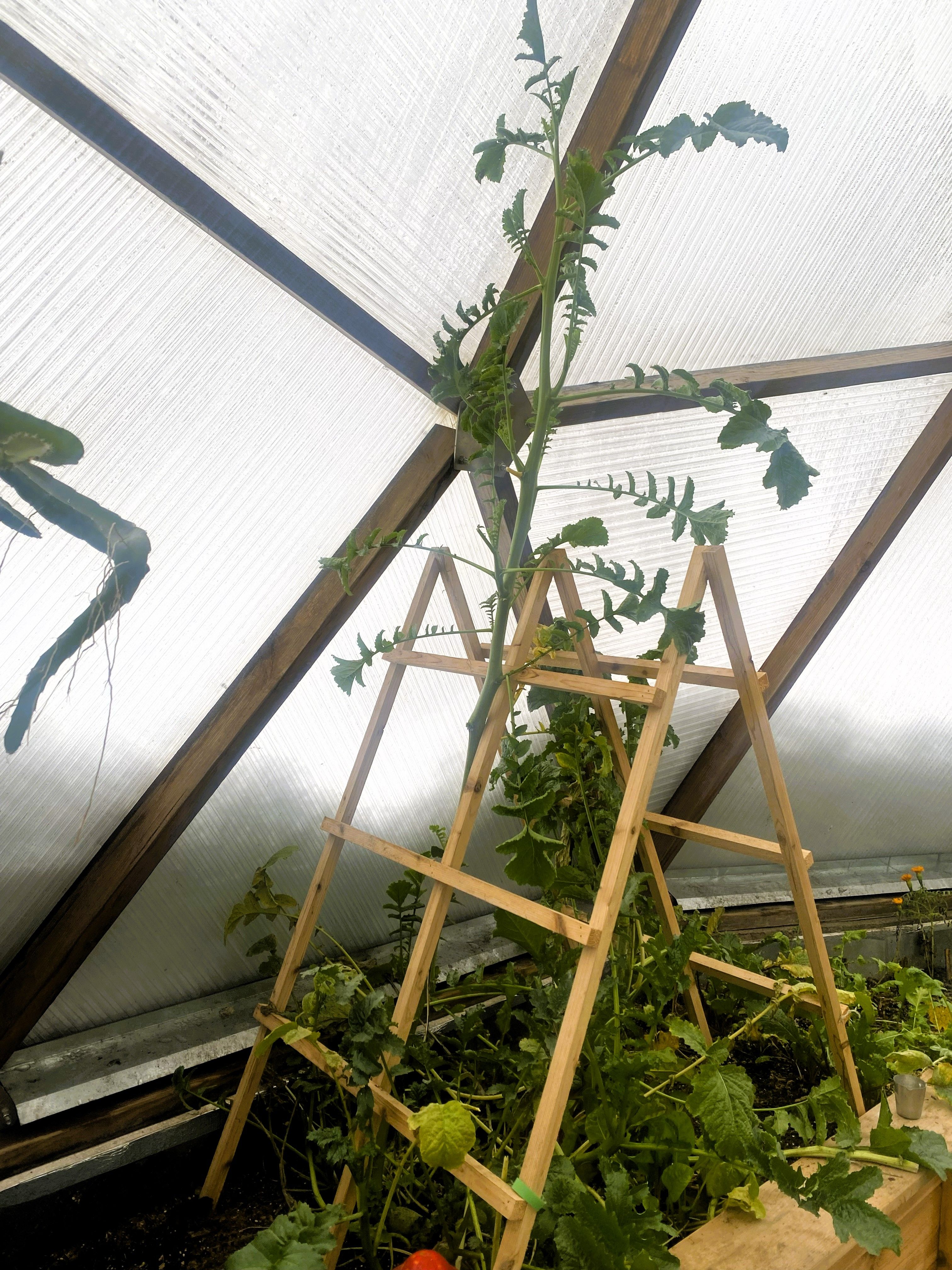 Tall tomato vines trained inside a Growing Dome in Northern Michigan