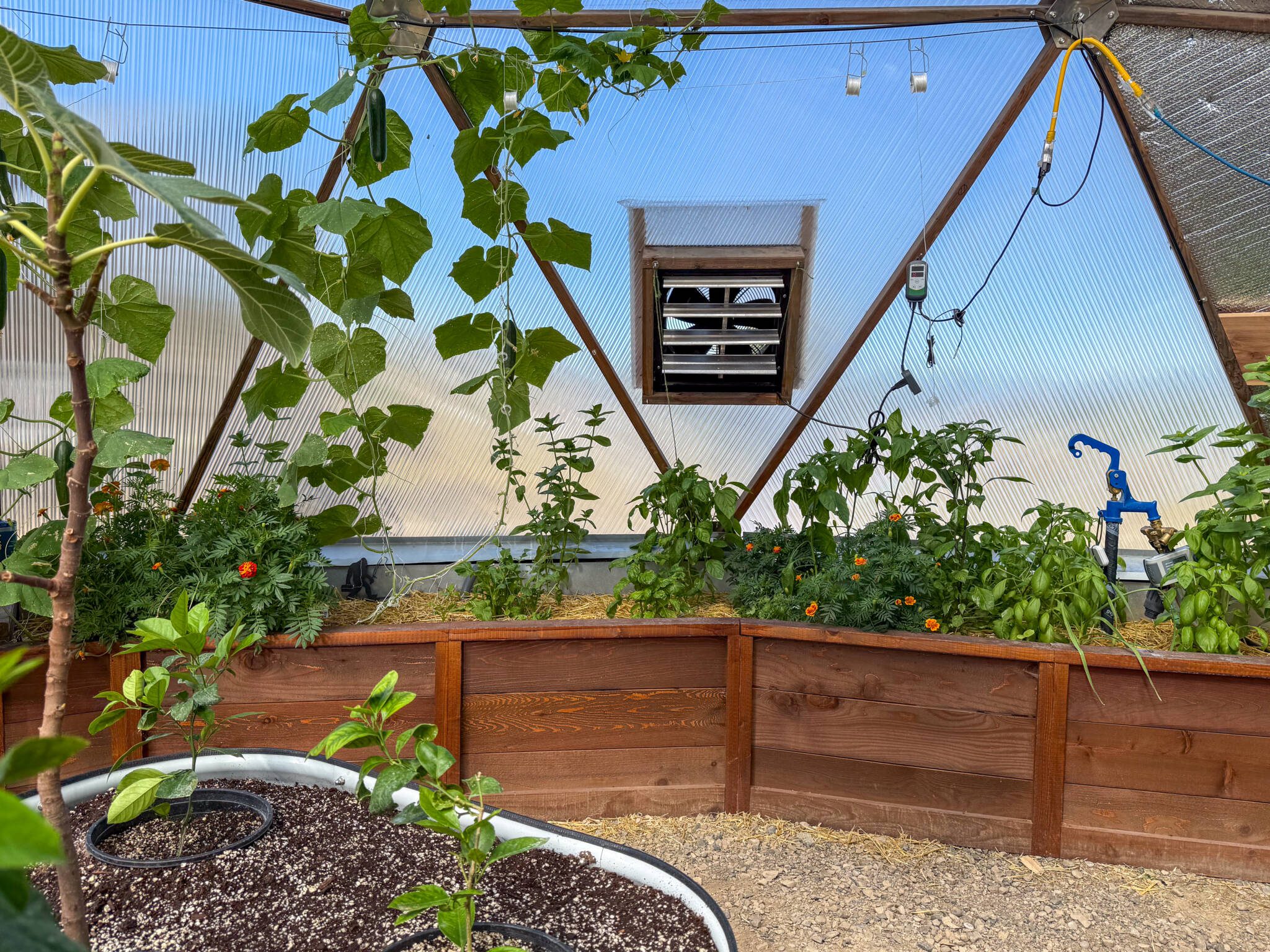 Electric fan behind a raised garden bed full of lush green plants in a geodesic dome
