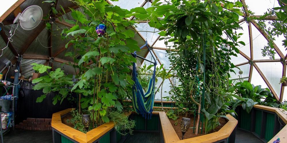 Thriving Tropical Forest Garden in a Washington Greenhouse image