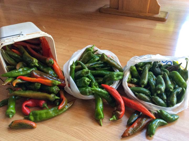 peppers growing in alaska