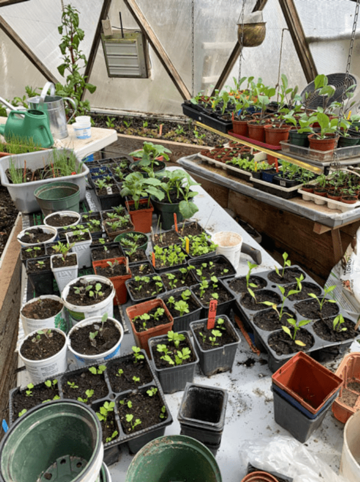 Spring plant starts