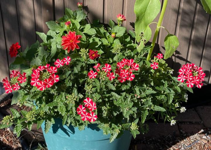 red and white verbena growing in a pot with red dahlias