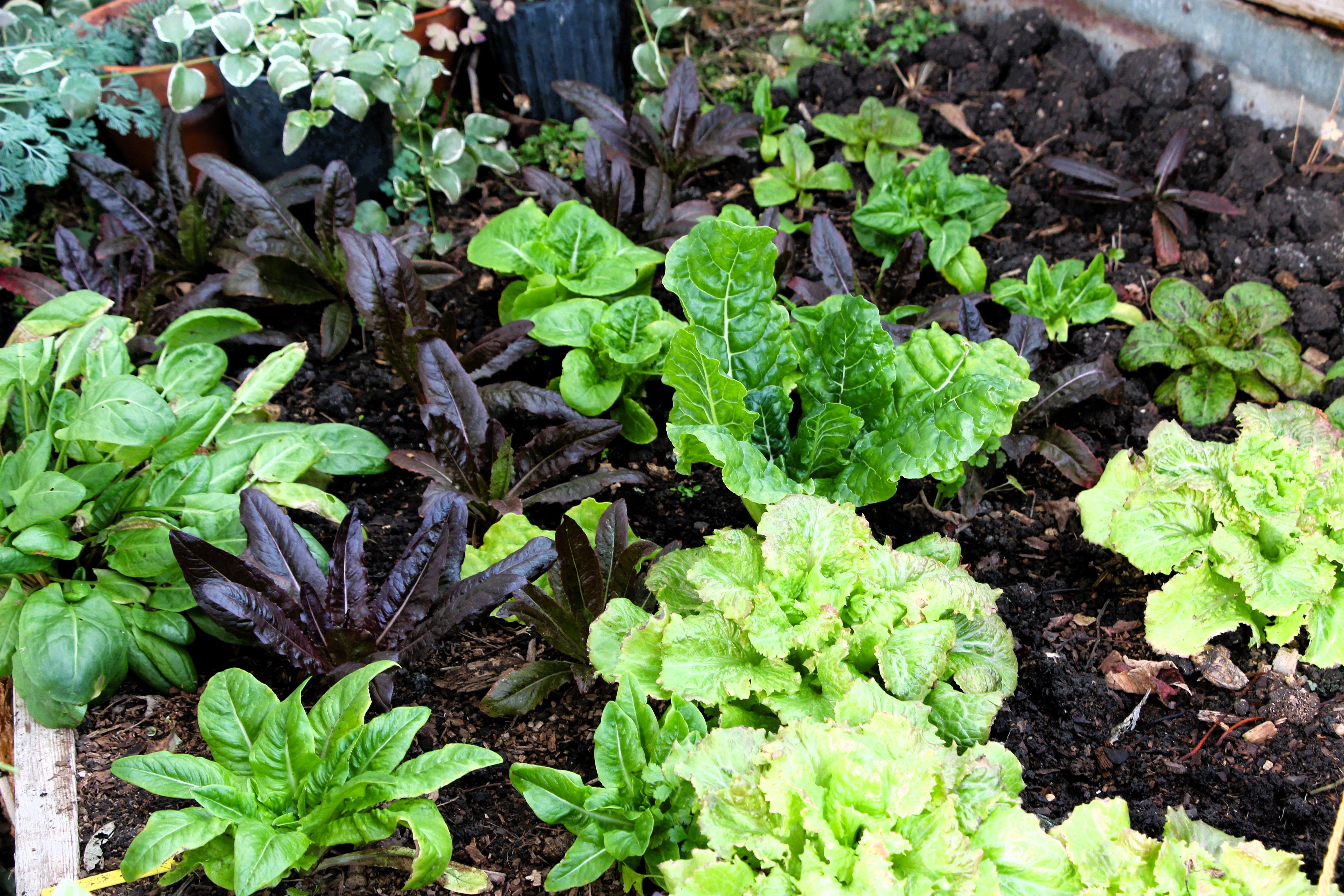 growing lettuce in a dome greenhouse