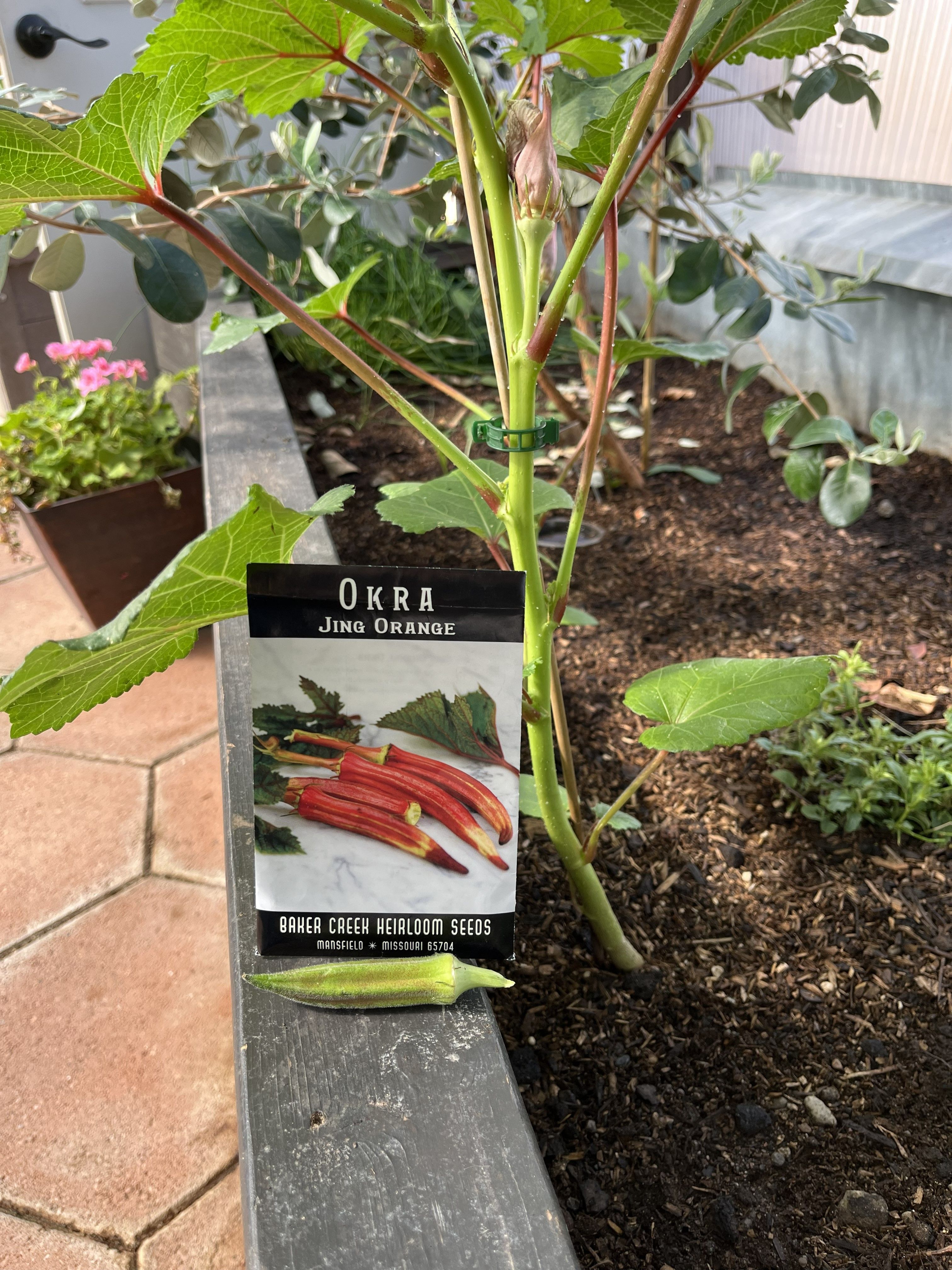 okra plant, pod and seed packet