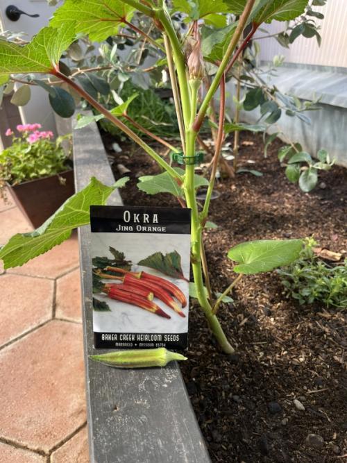 okra plant, pod and seed packet