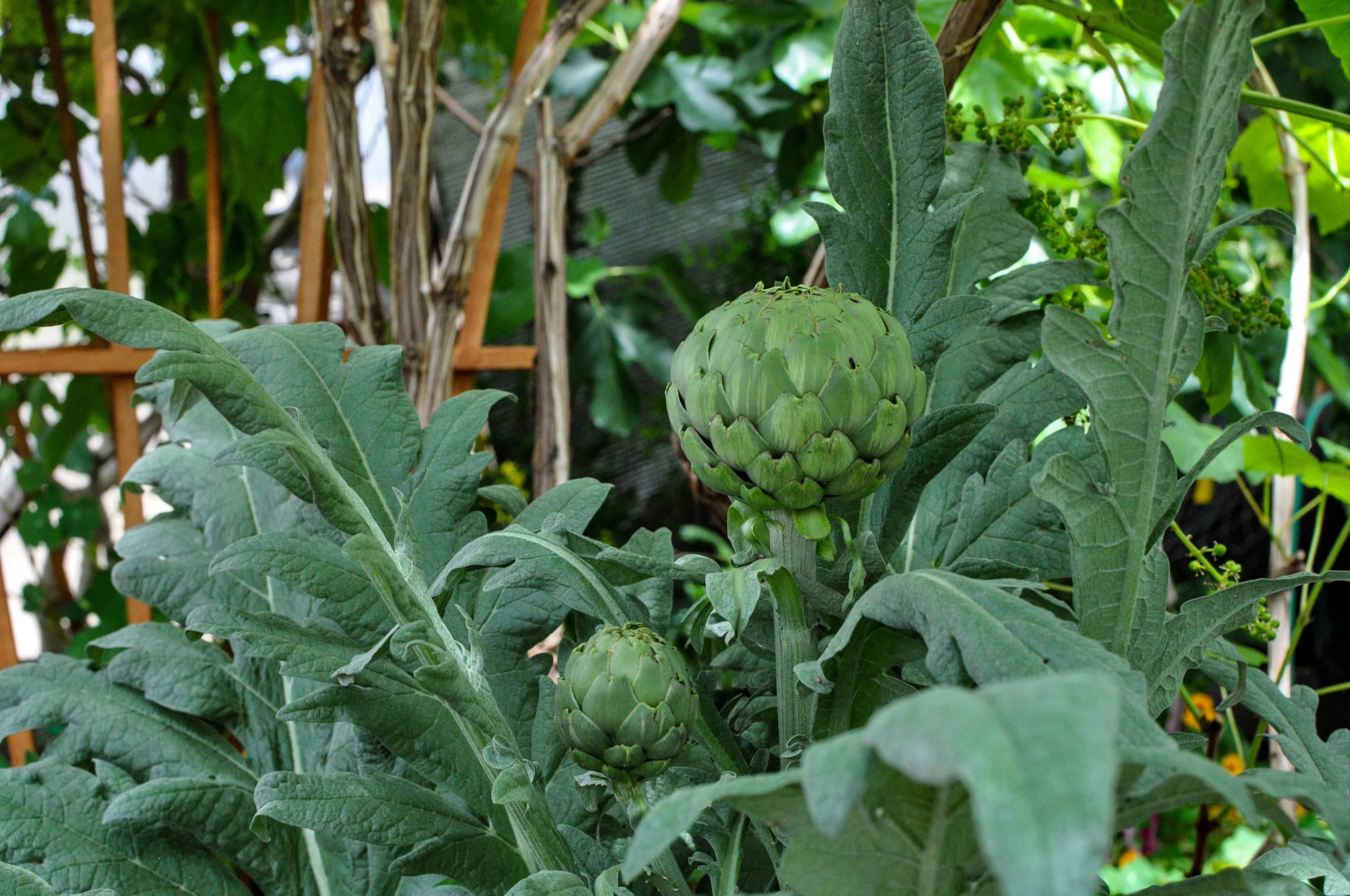 Artichoke image