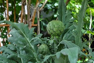 Artichoke image
