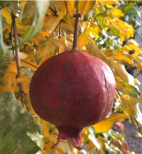 Pomegranate