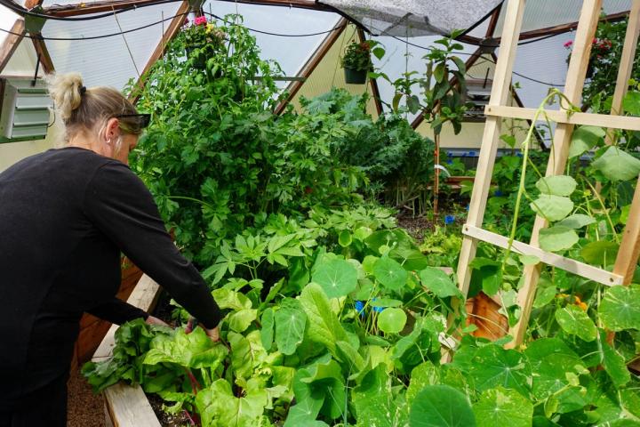 Woman harvesting from a thriving green garden in a 26' Growing Dome