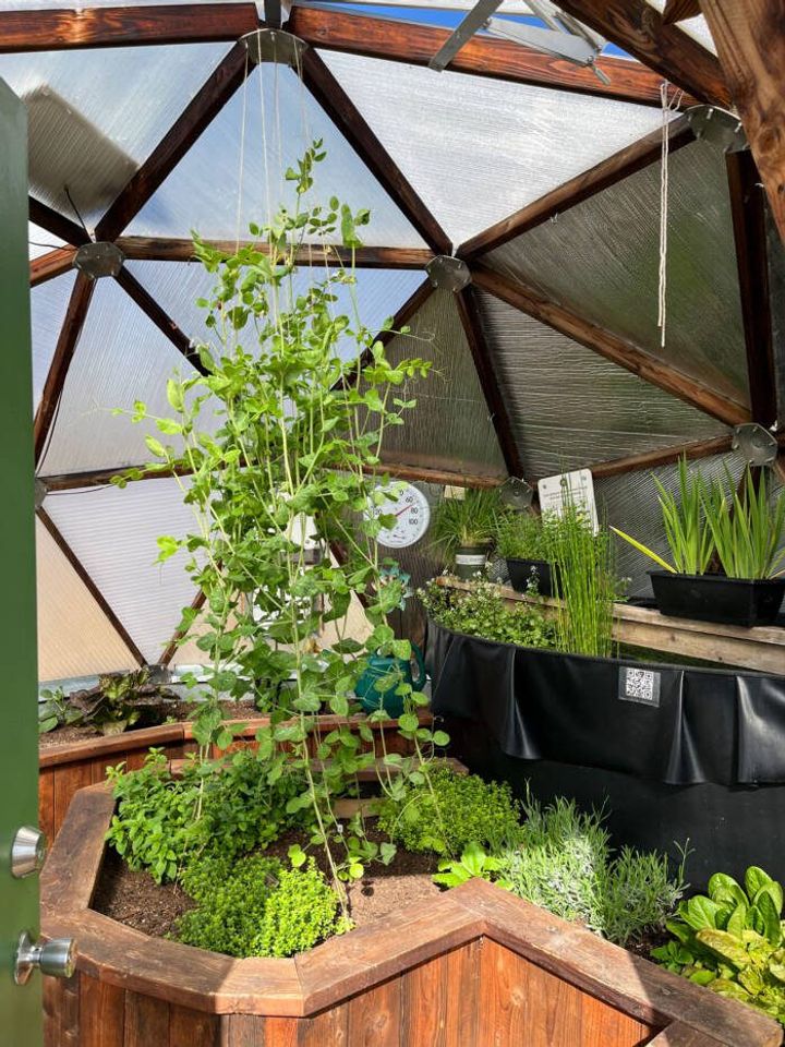 golden peas climb strings attached to the ceiling and are surrounded by a variety of herbs growing inside a 15' Growing Dome