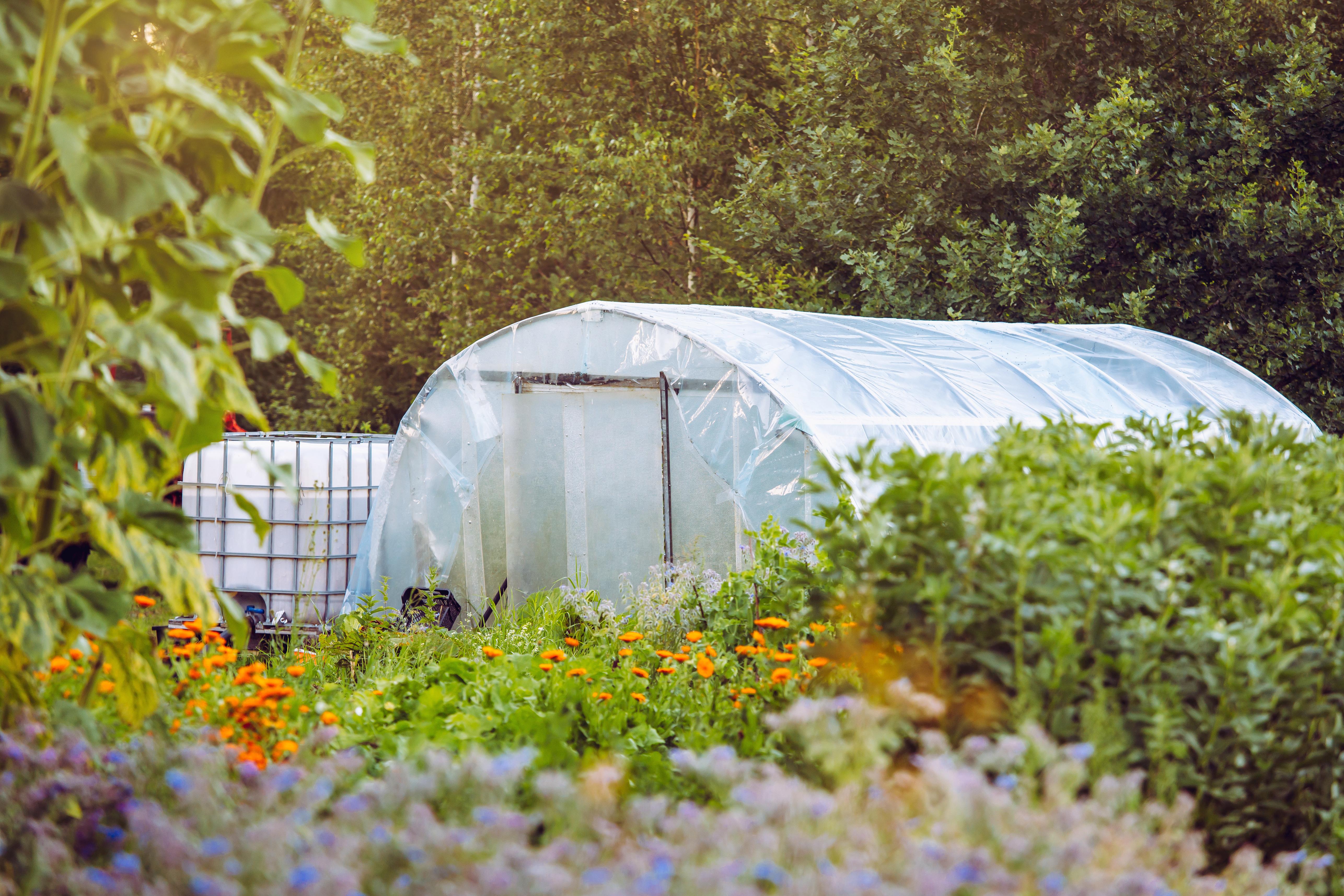 Plastic covered hoop house greenhouse surrounded by outdoor gardens