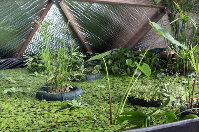 Thermal mass pond of a Growing Dome Greenhouse with lush plants