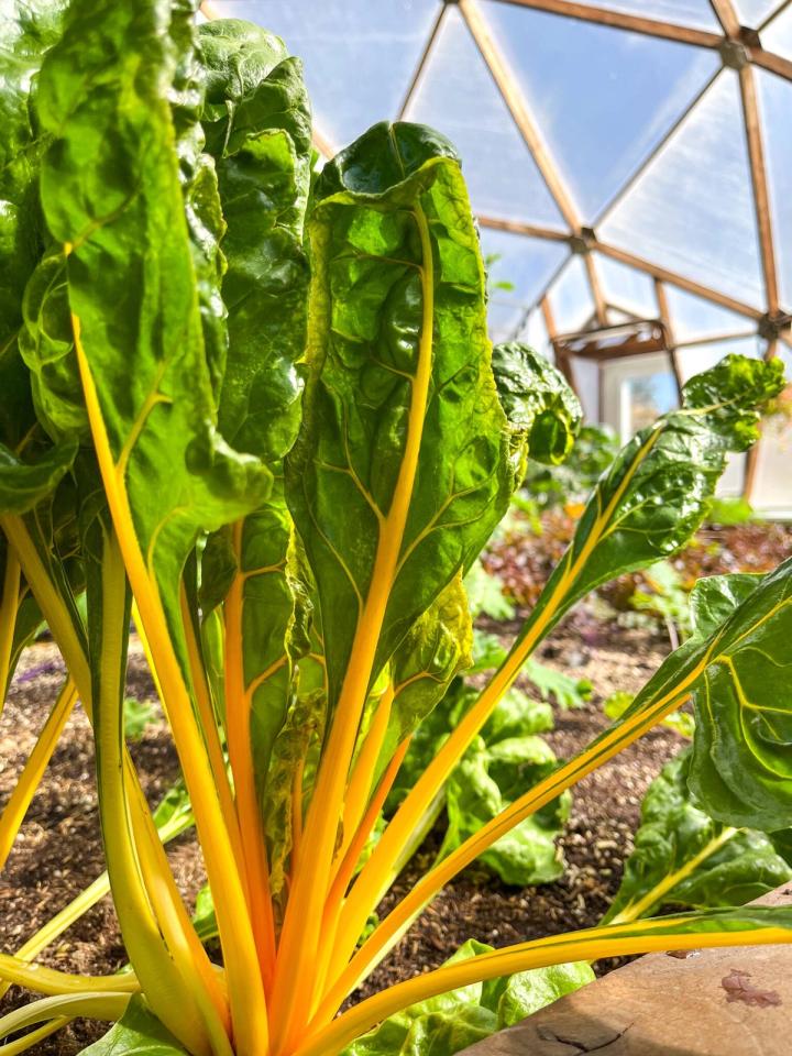 yellow chard in a greenhouse