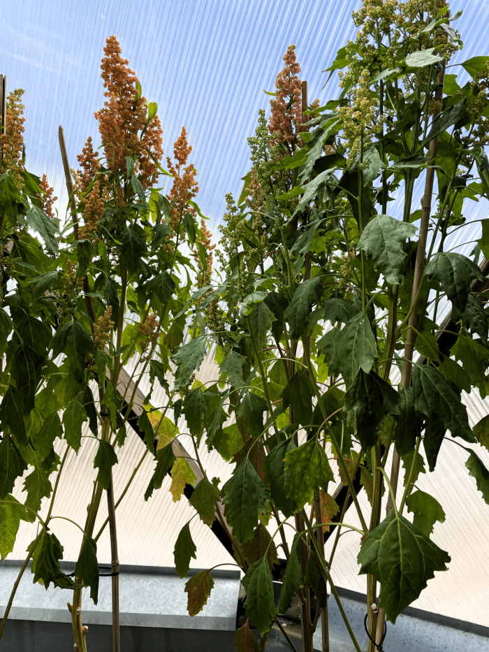 quinoa growing in a dome greenhouse