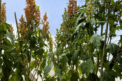 Quinoa image