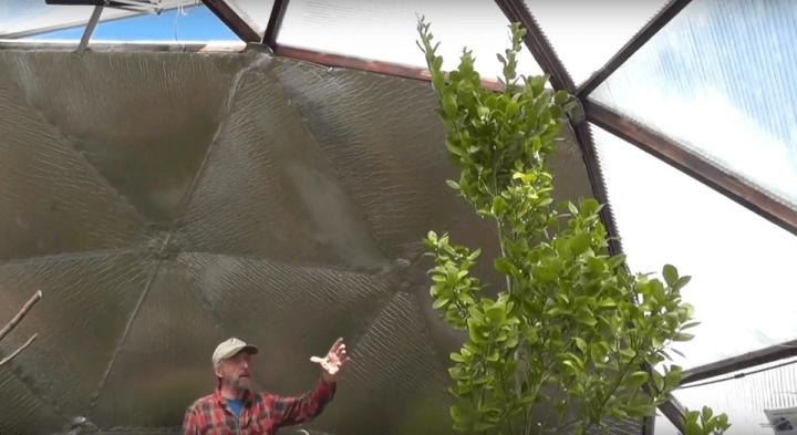 Orange tree in an insulated greenhouse
