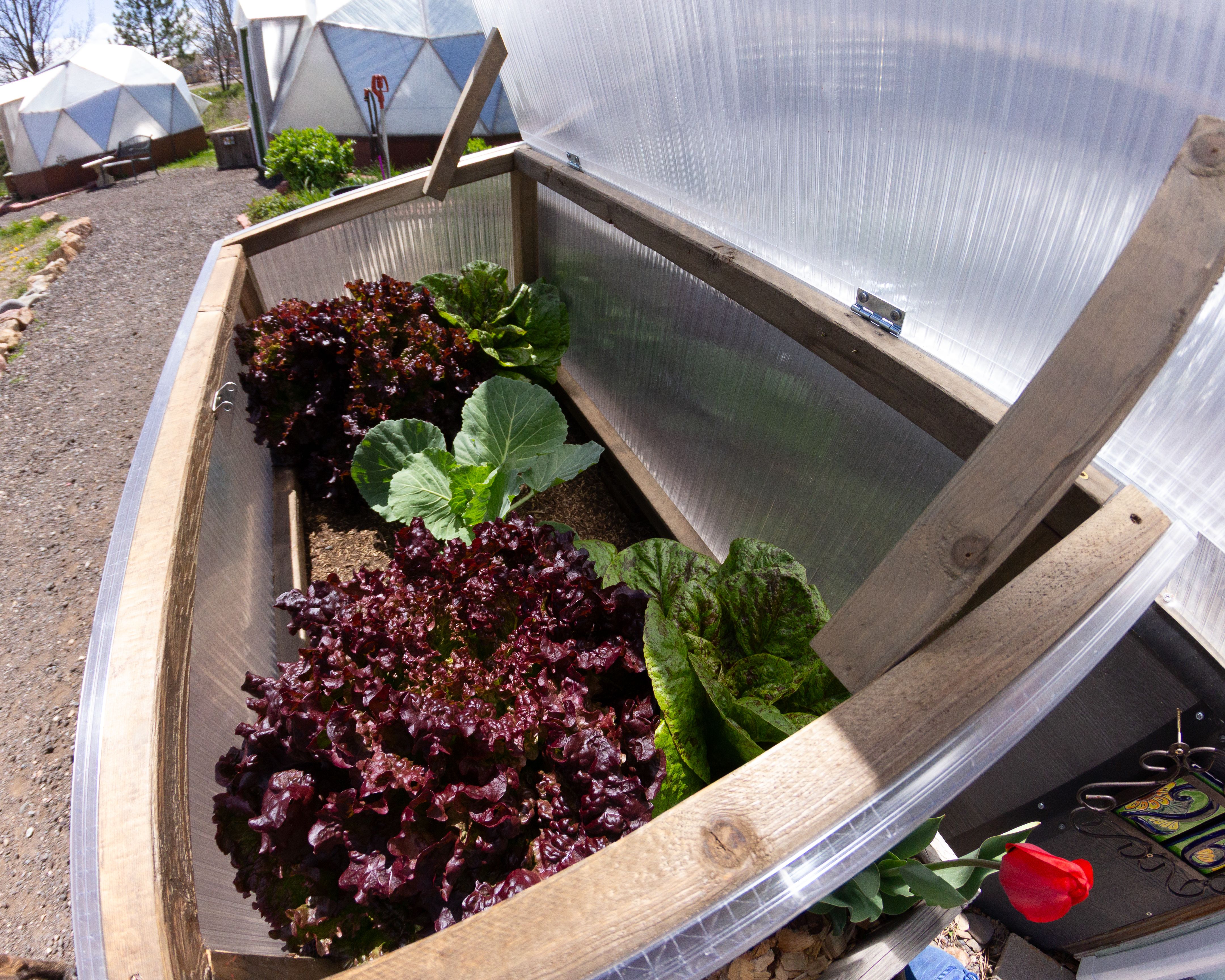 cold frame lid manually opened with red and green lettuce growing