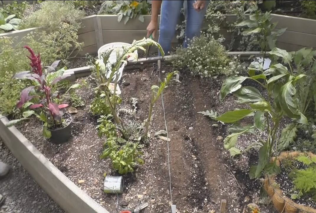 sowing seeds in a raised bed