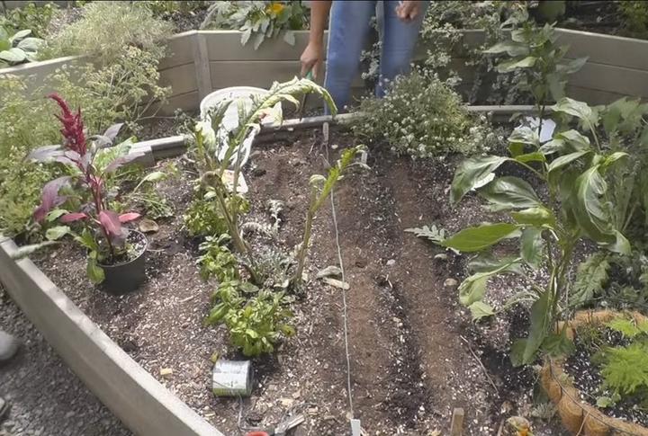 sowing seeds in a raised bed