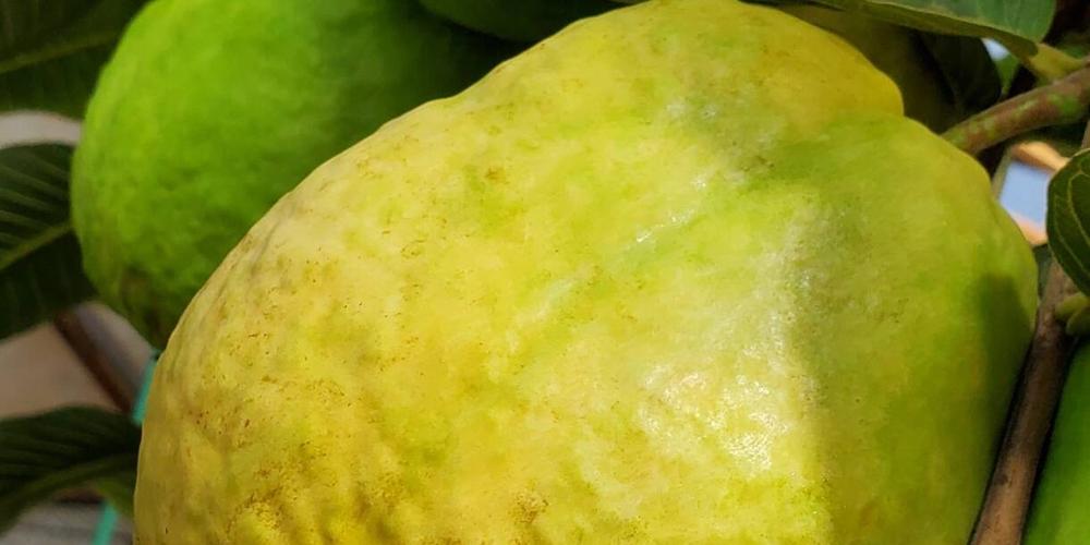 Guava_Up_Close