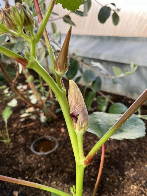 Okra plant, flower and pod