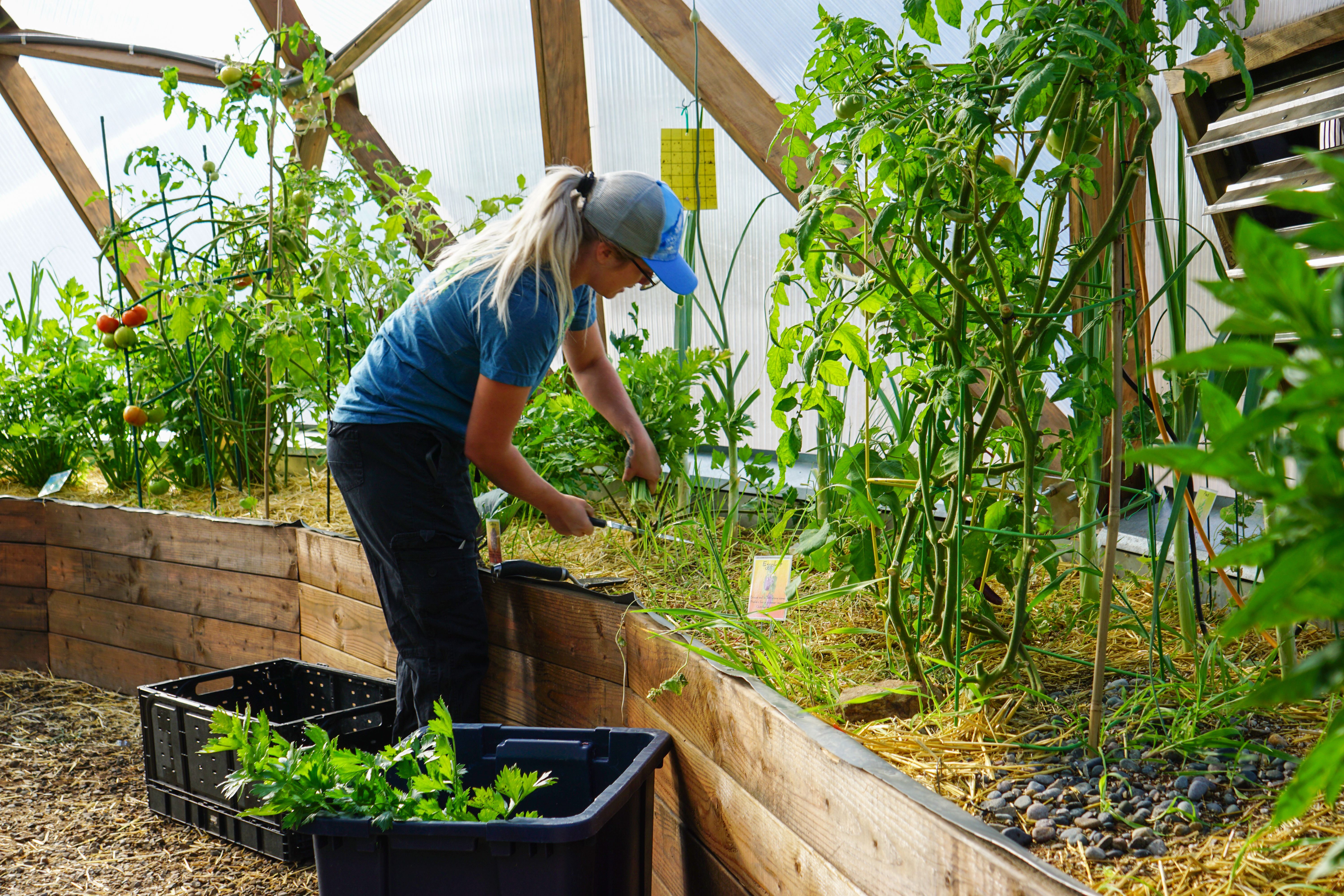 person harvesting celery in a greenhouse
